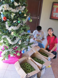 Food Bank Philippines Delivered Fresh Okra to Tuloy Foundation